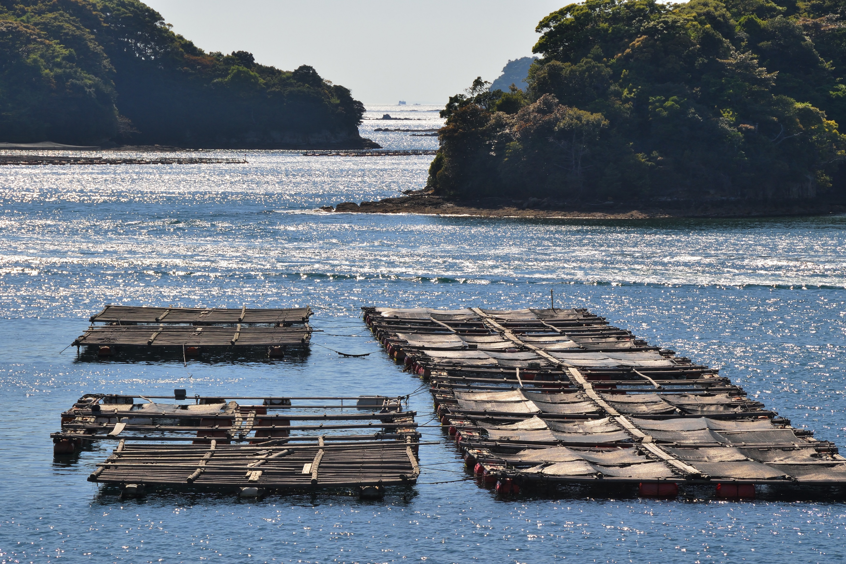 【2026年最新】瀬戸内の海が育む冬の至宝！日生の牡蠣が今季「過去最高」の身入りと言われる理由
