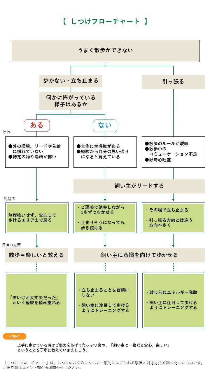 愛犬が散歩で歩かない理由とは？急な座り込みの真相と正しい対処法