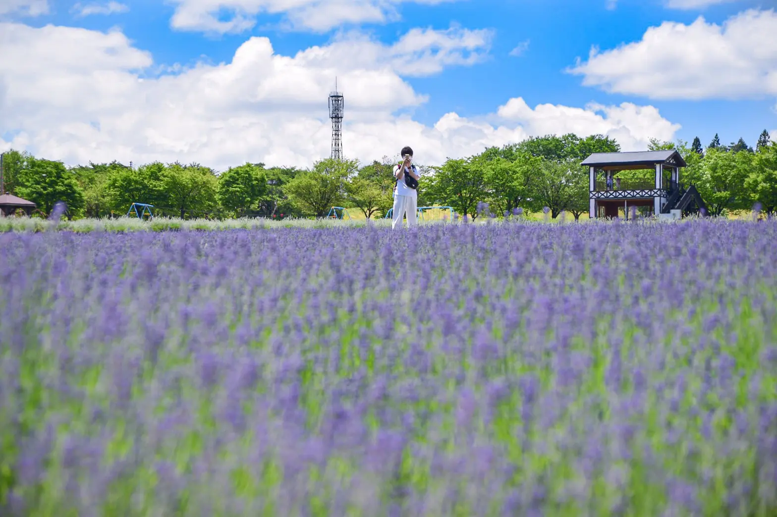 美郷町ラベンダー園2026見頃・美郷雪華の秘密と混雑回避攻略法