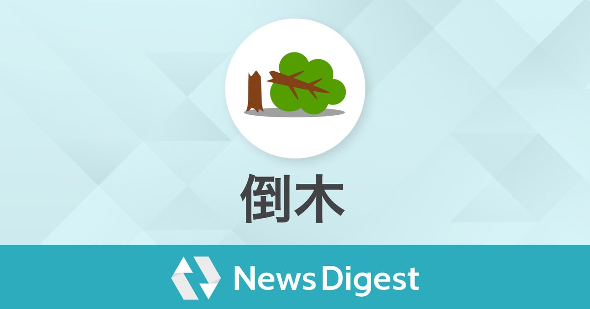 【現地ルポ】宇都宮で街路樹が相次ぎ倒壊—激甚化する気候変動と都市インフラの盲点を突く「見えない脅威」