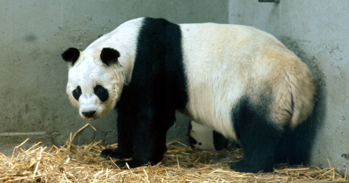 Does London Zoo Have a Panda