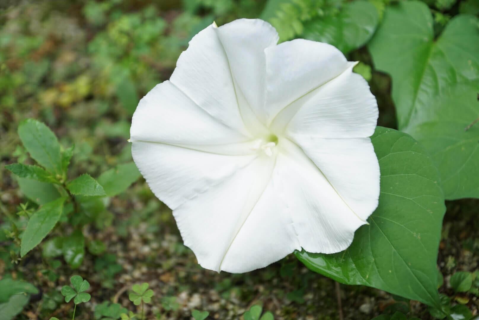 夜顔の花言葉に隠された意外な意味！妖艶と儚い恋の真相に迫る