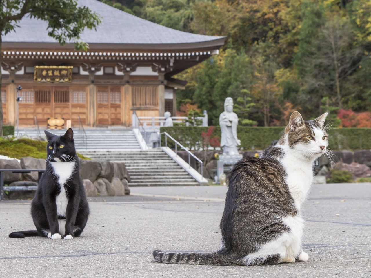 福井の猫寺「御誕生寺」の現在は？猫の数や限定御朱印・参拝マナーを徹底解説