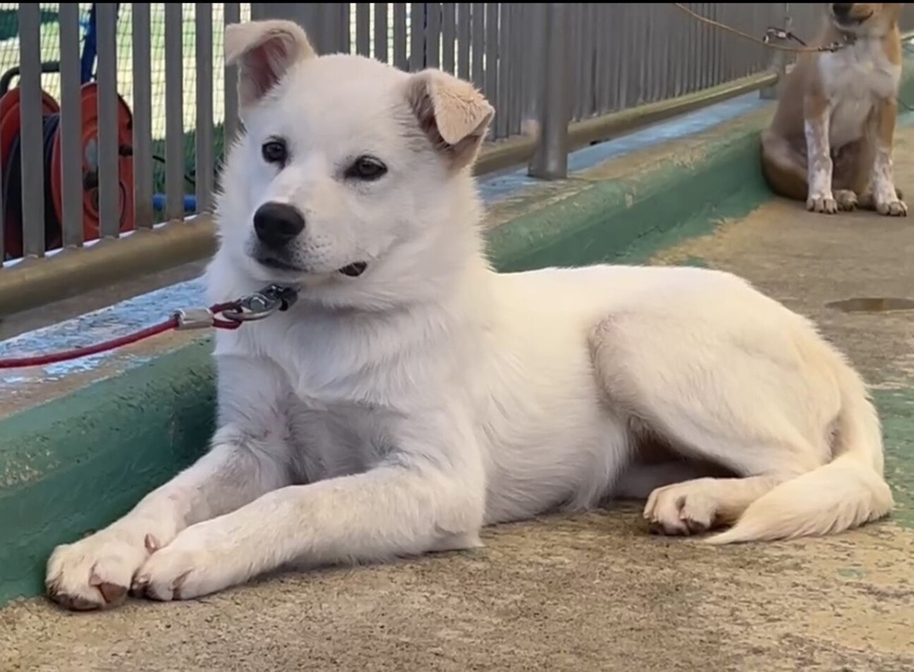 【速報】 岡山 犬 里親 人気理由と評判まとめ #909