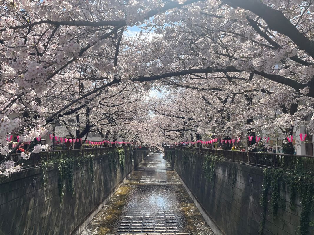【2026年最新】目黒川の桜がまもなく満開へ！混雑を避ける穴場ルートと夜桜ライトアップの全貌