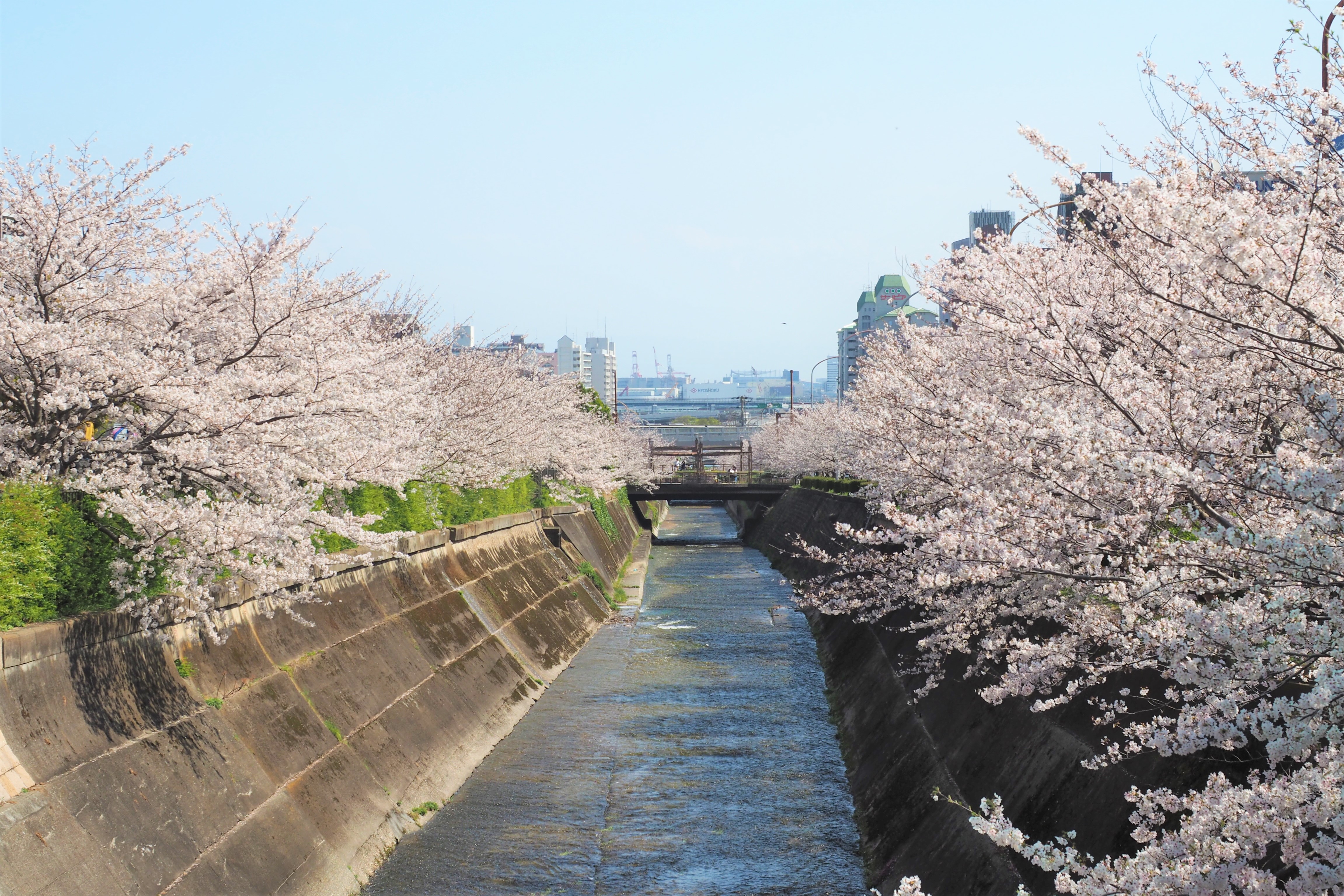 新神戸駅から徒歩すぐ！生田川の桜が贈る絶景と夜桜ライトアップ