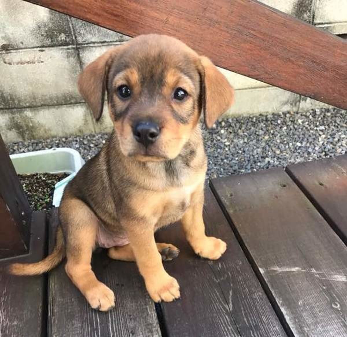 雑種犬は病気に強く長生き？ミックス犬との違いや大きさ予想を解説