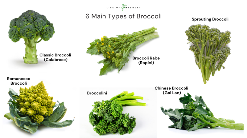 What Is Broccoli Classified As