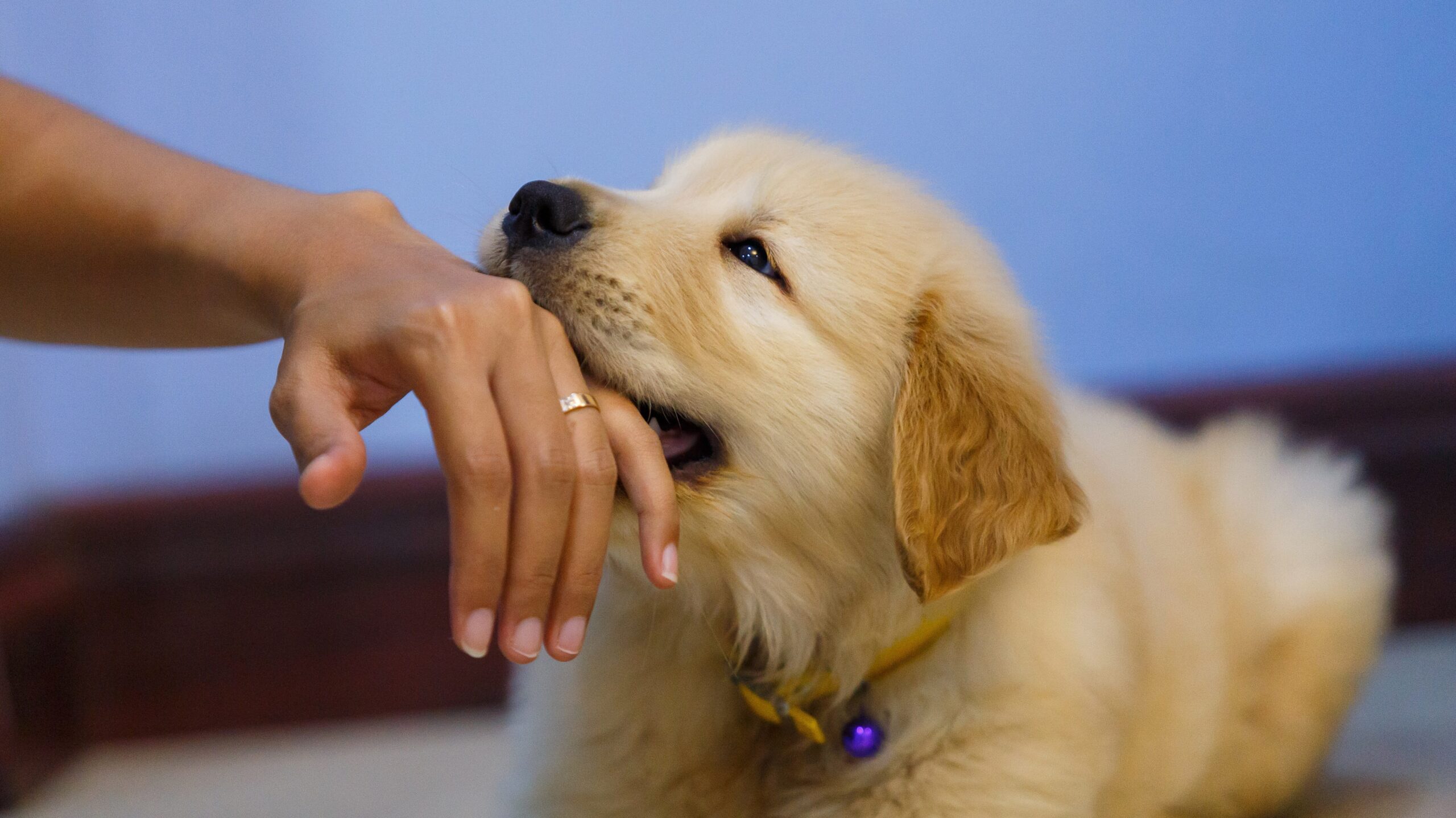 犬が人の手を舐める本当の理由｜愛情の裏に潜むSosと危険な感染症