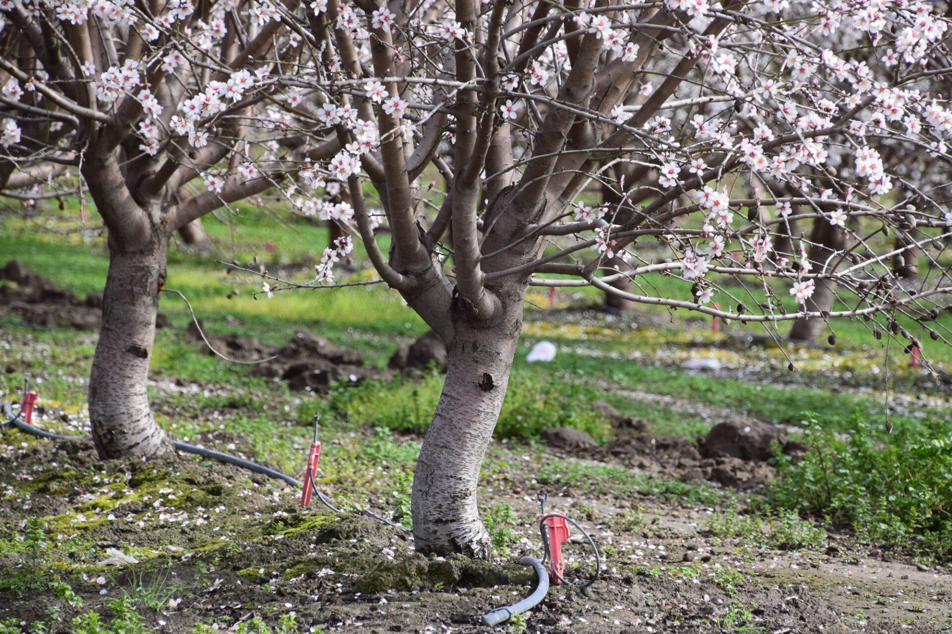 Are Almond Trees Bad for the Environment
