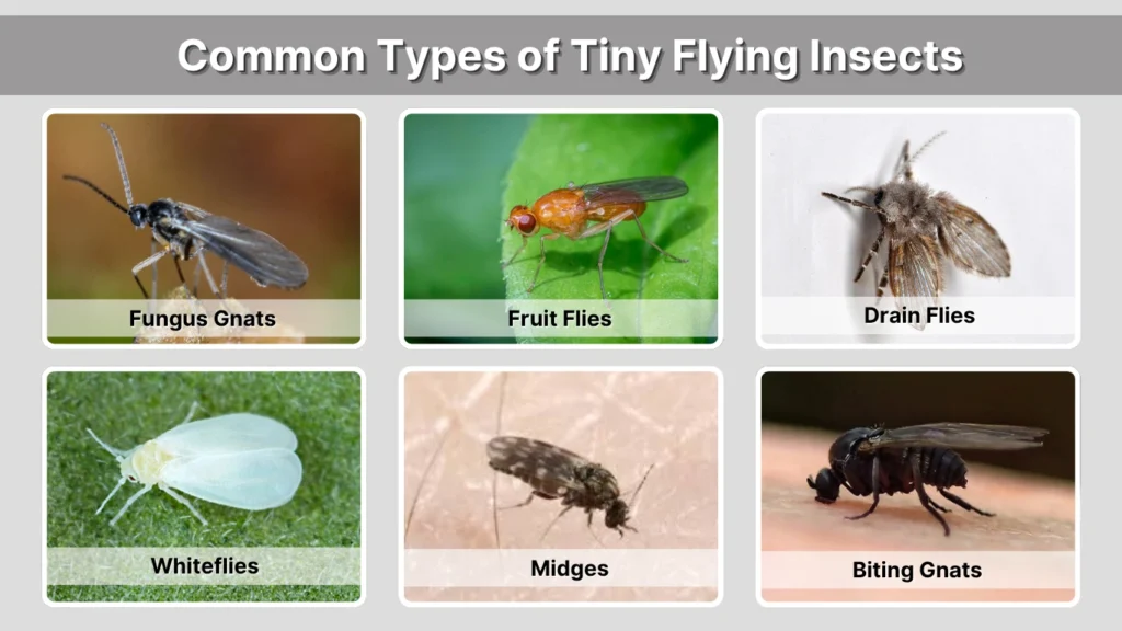 Tiny Flying Insects House