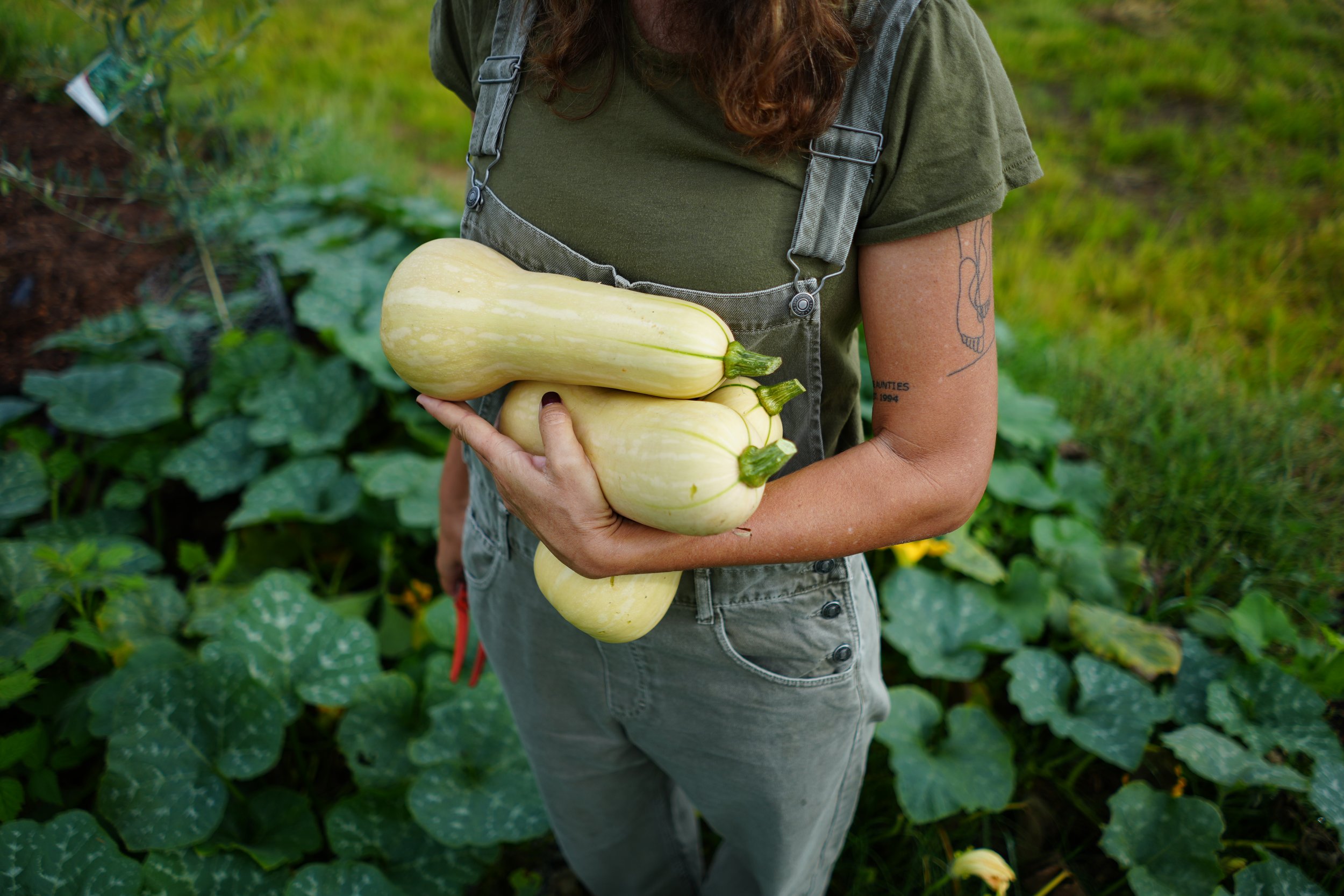 Butternut Pumpkins When to Pick