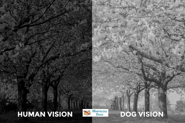 Can Dogs See Better Than Humans in the Dark