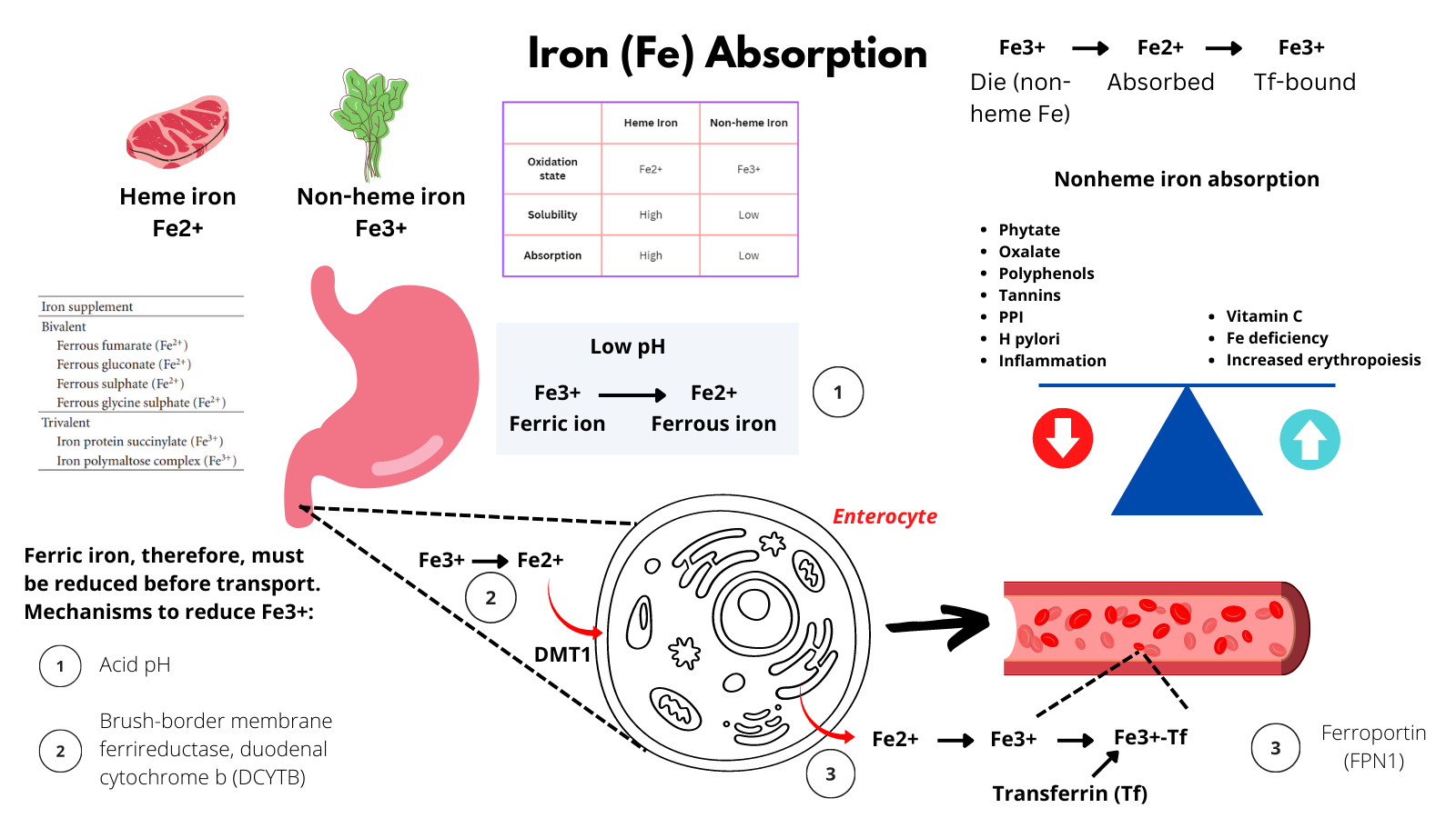 What Helps Absorb Iron in the Body
