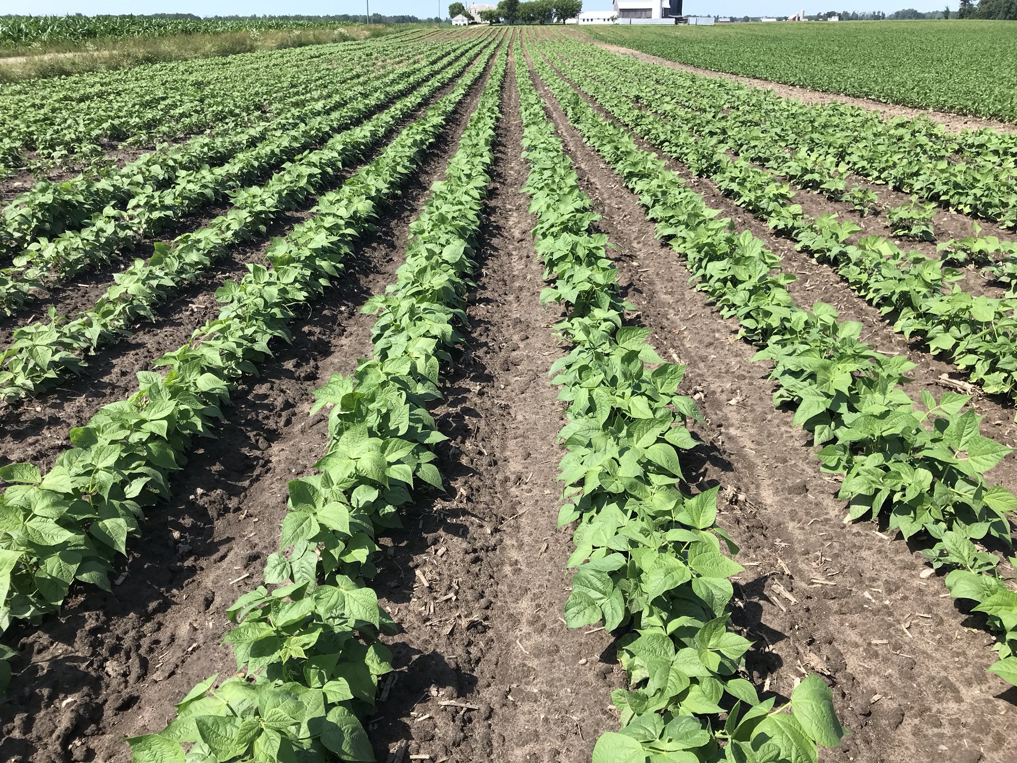 ローワン・アトキンソン最新作『Bean Farm』衝撃の全貌