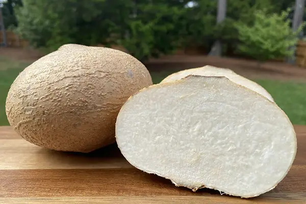 Does Jicama Need to Be Refrigerated