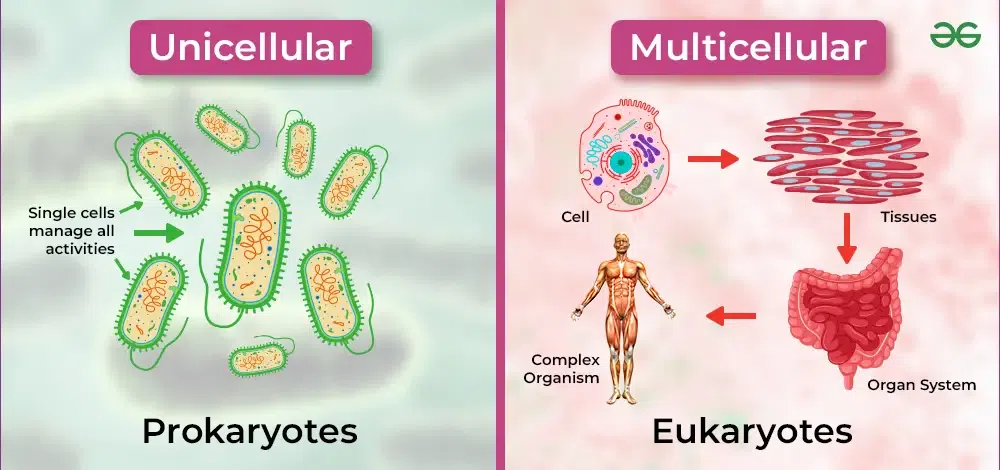 Examples of Multicellular Microorganisms