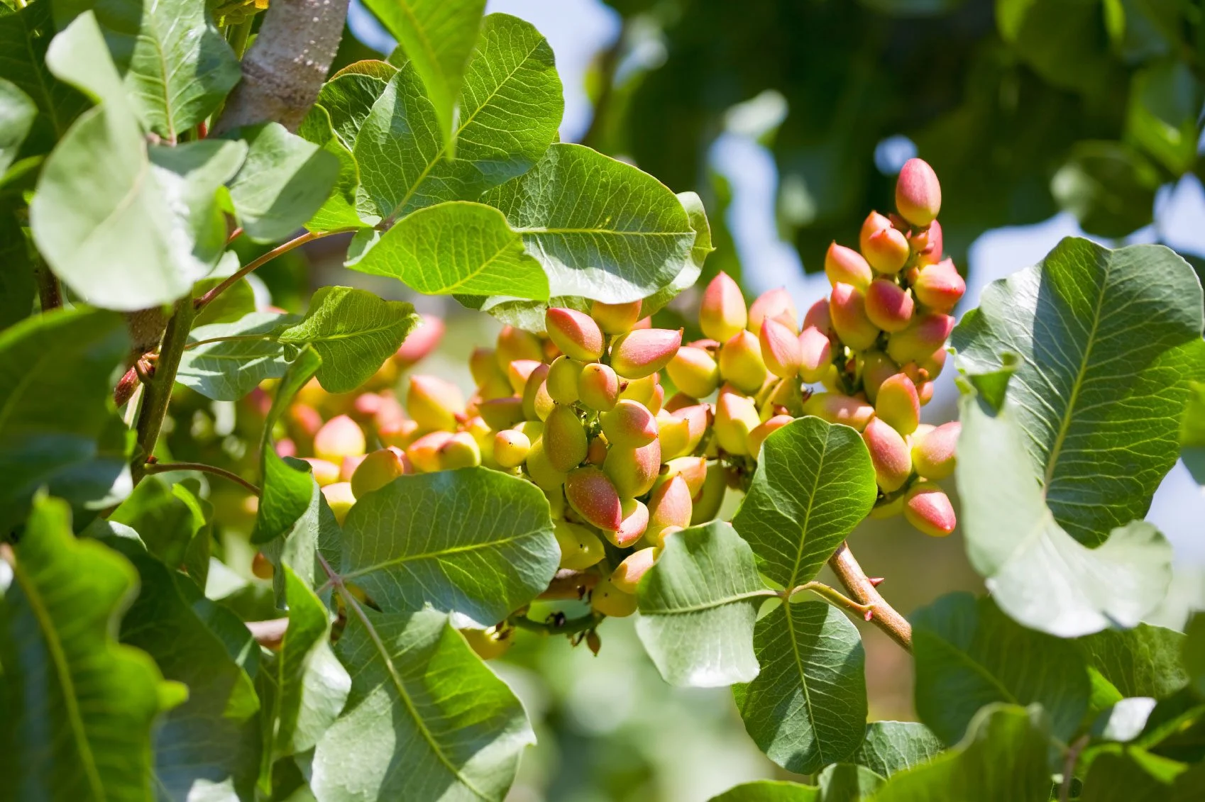 Where Do Pistachios Grow Naturally
