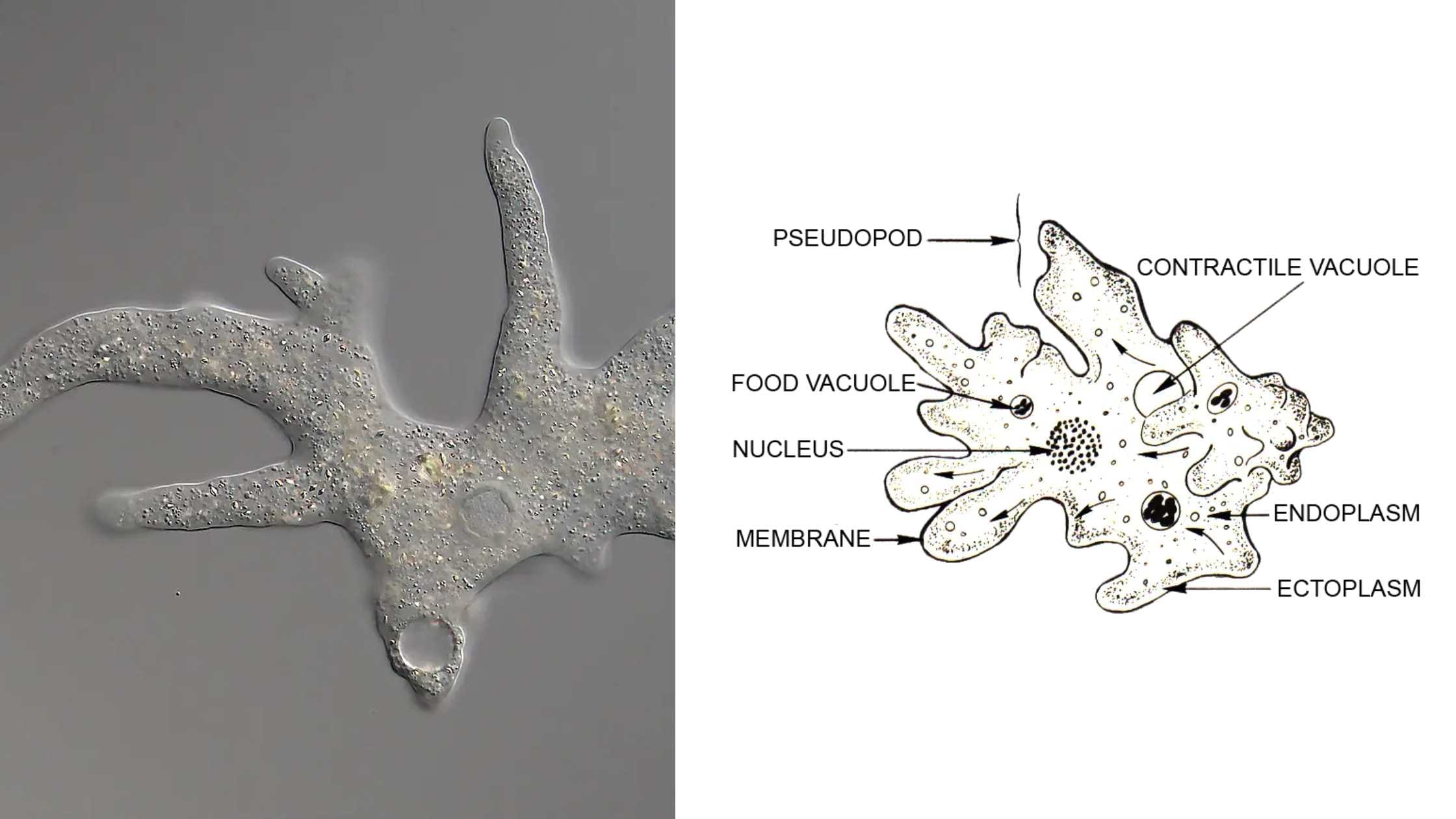 What Is a Pseudopods