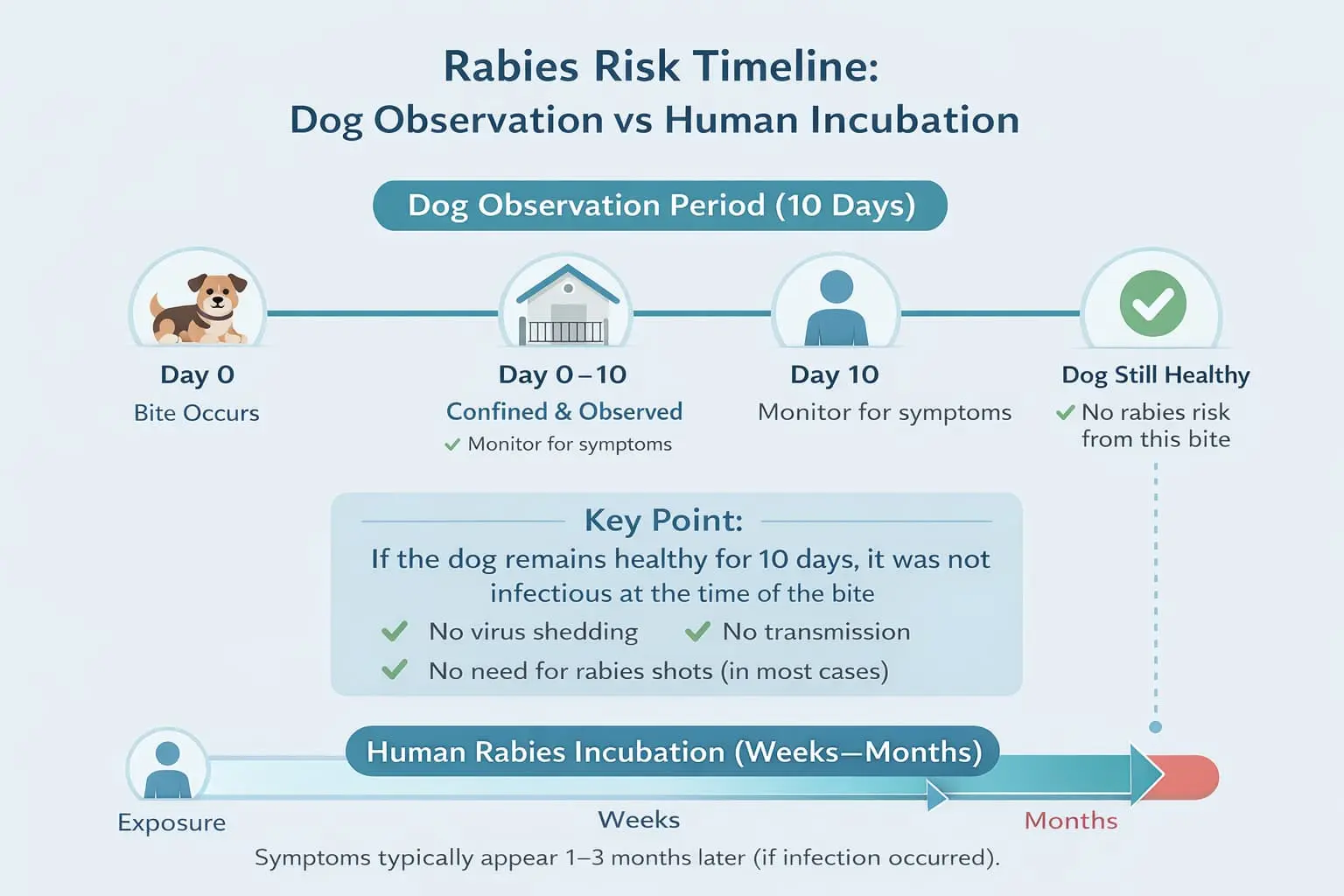 Rabies in Humans Timeline