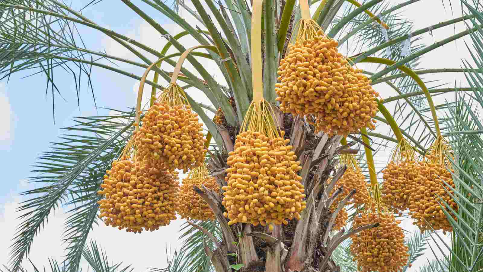 What Do Dates Look Like on the Tree