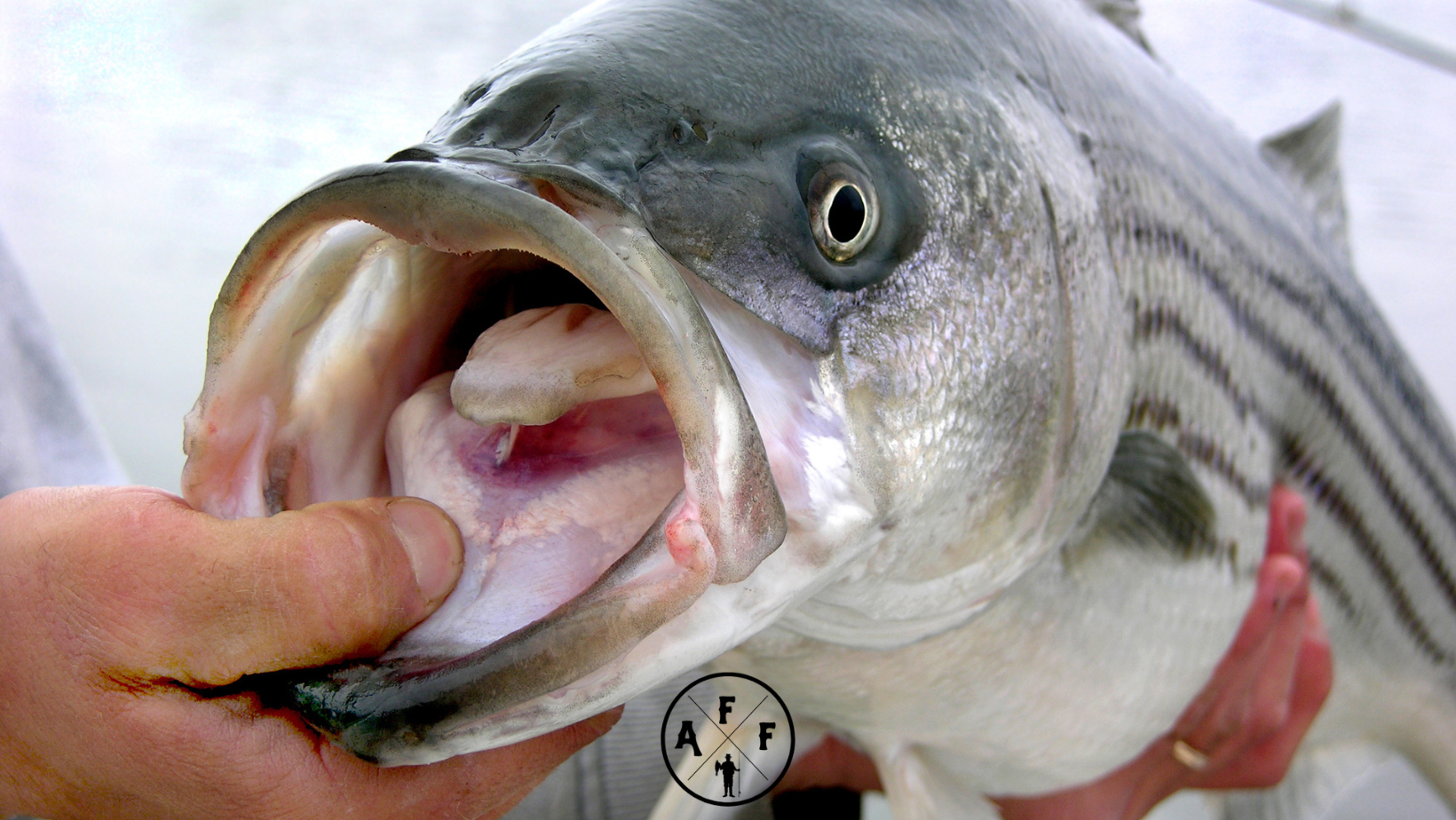 Striped Bass Good Eating