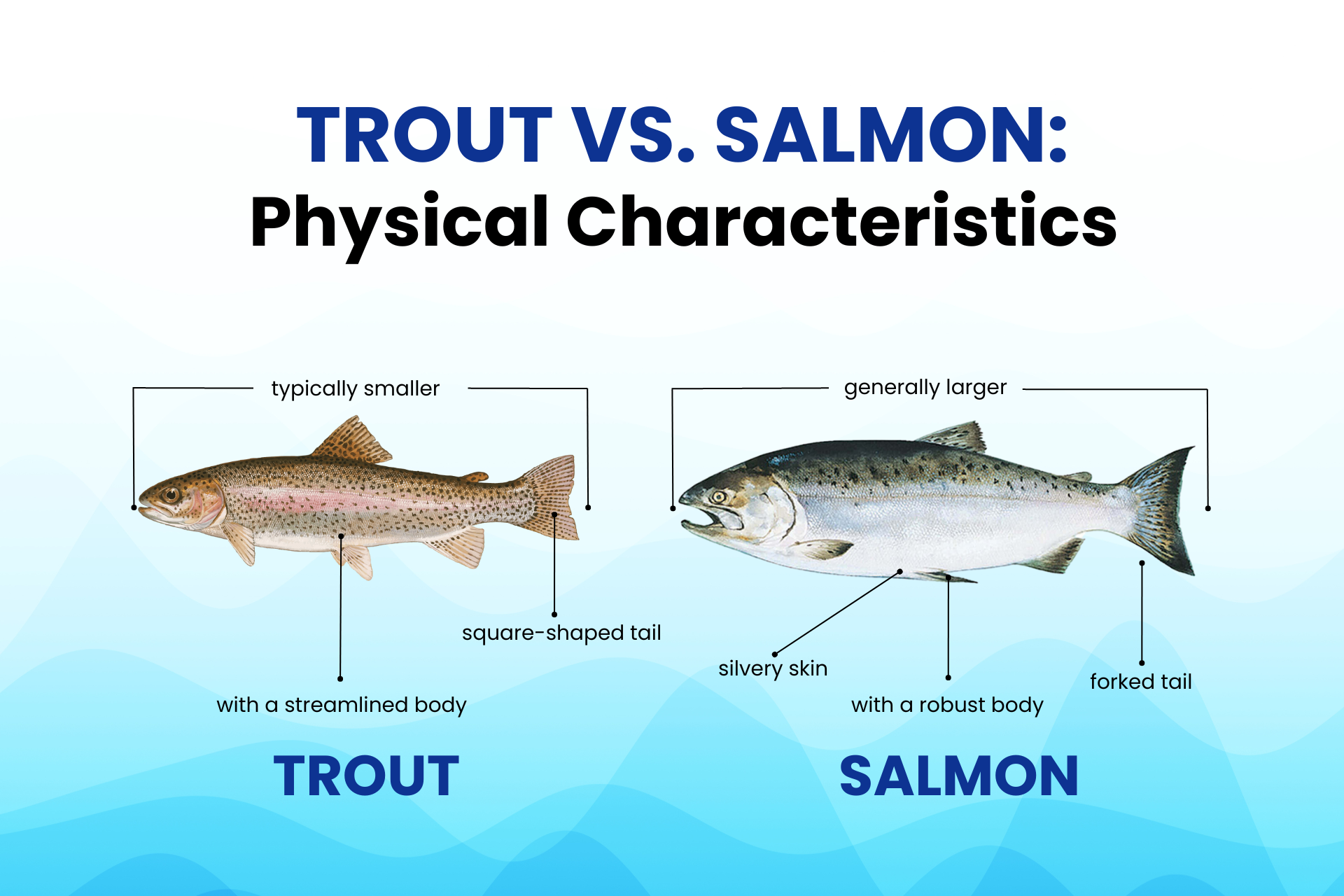 Are Trout and Salmon Related