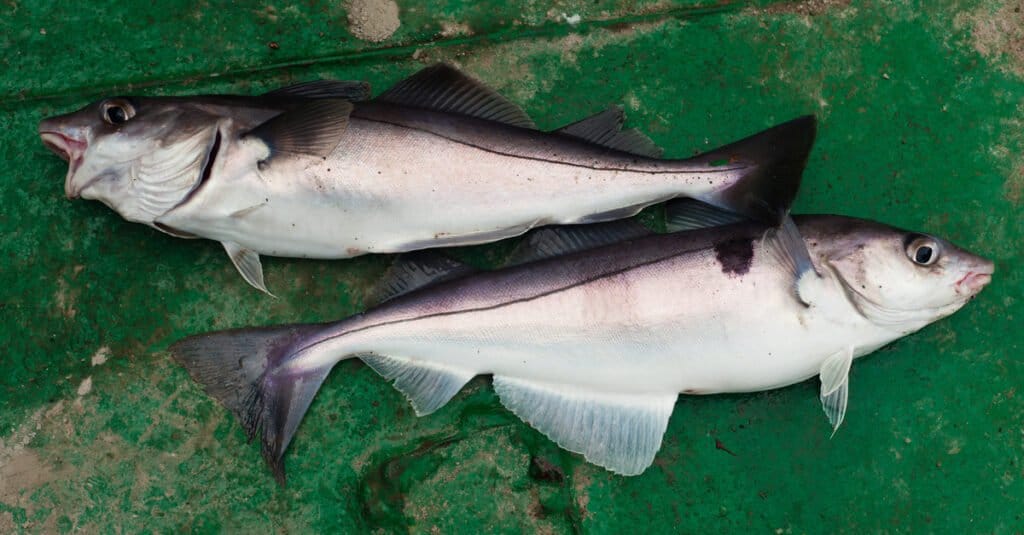 What Is Haddock Fish Like