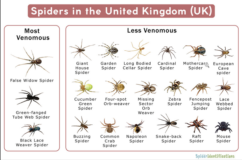 Does the Uk Have Venomous Spiders