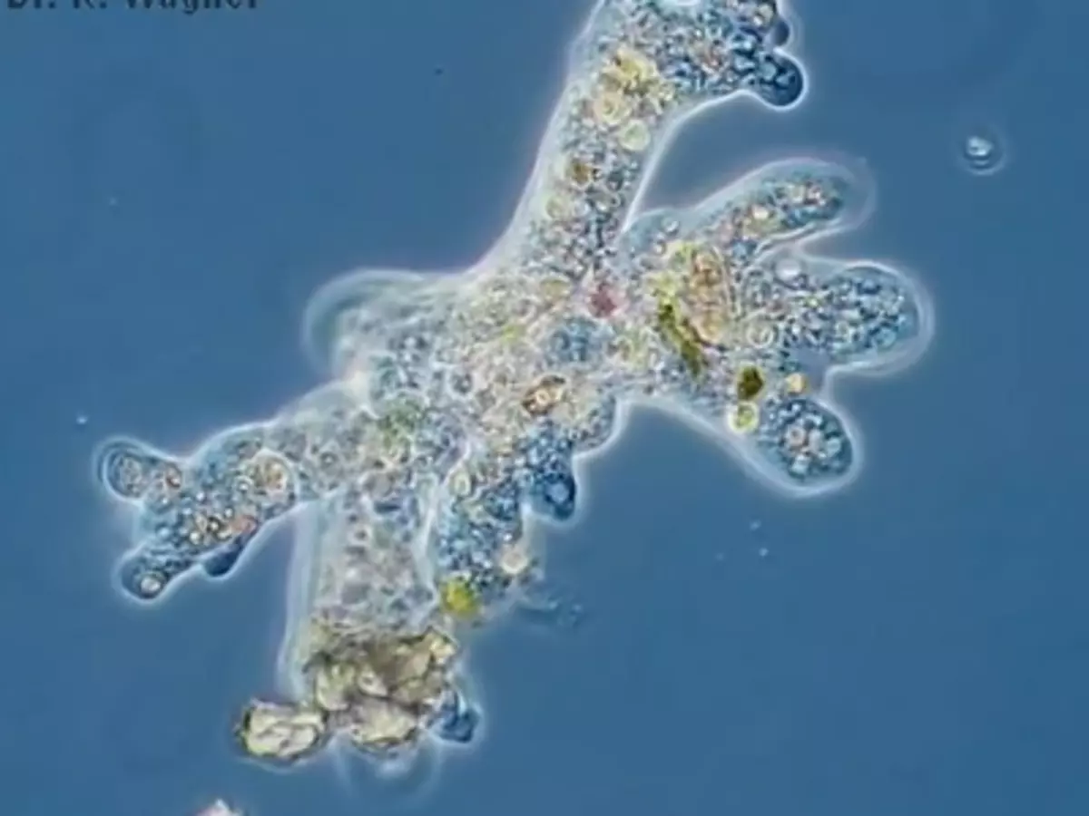 Does Chlorine Kill Amoeba