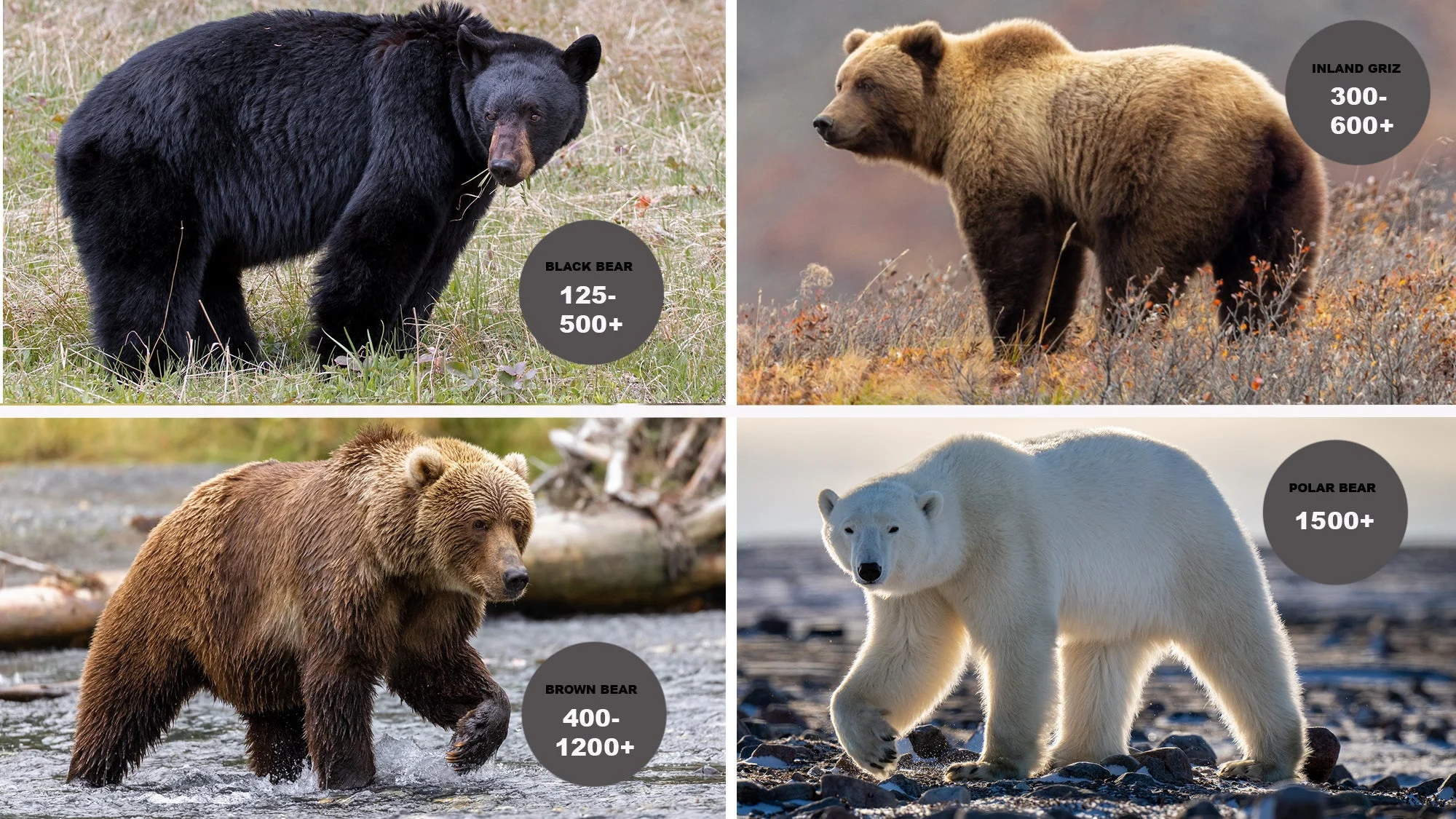 How Much Do a Grizzly Bear Weigh