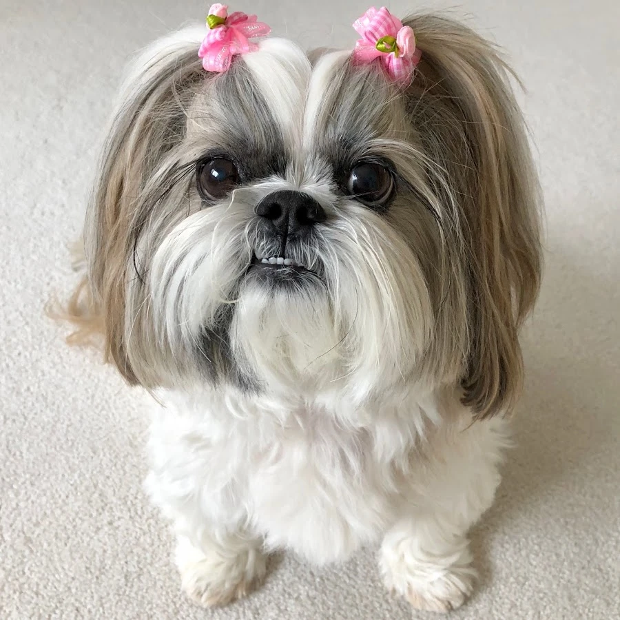 毛が抜けない犬の真実！室内飼いとアレルギー対策で選ぶ人気犬種と費用