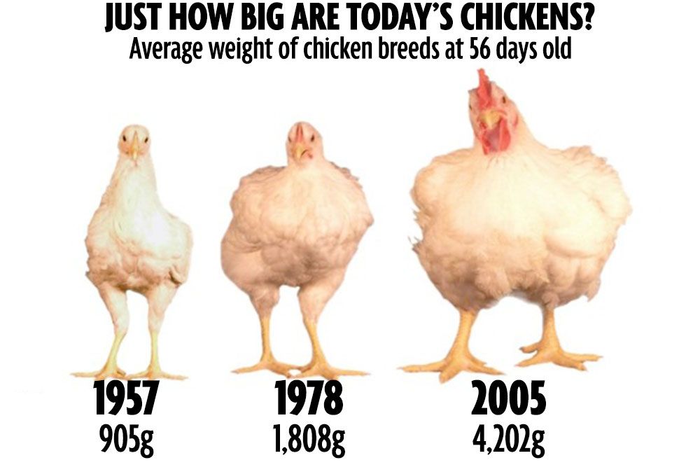 Average Weight of a Chicken