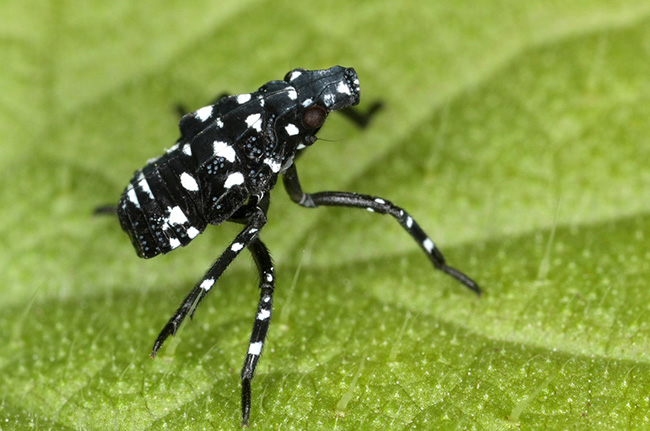 Small Black Bug with White Dots