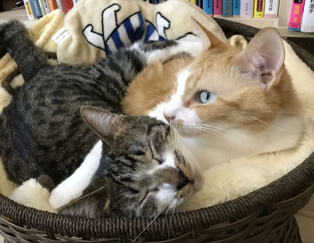 Daigo直伝！猫の心理学と最新飼育法：愛猫との絆を深める科学的解析