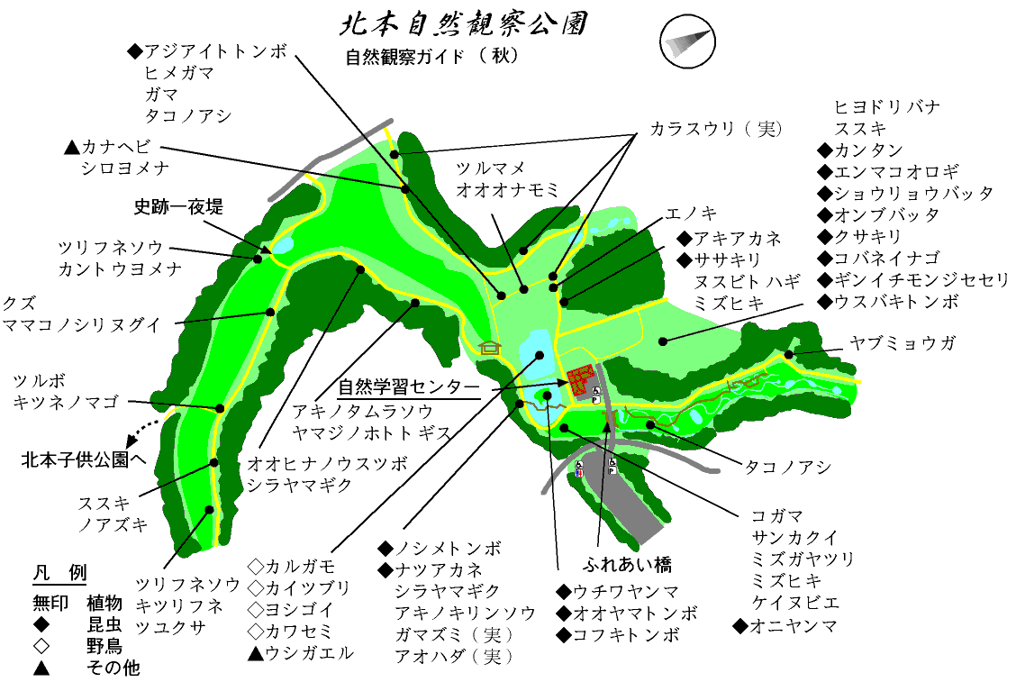北本自然観察公園の全貌｜野鳥・ホタルの見どころと駐車場・注意点検証