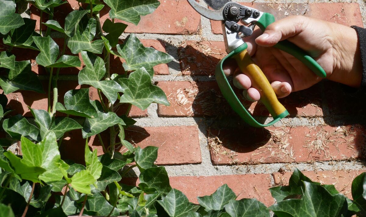 How Do You Get Rid of Ivy