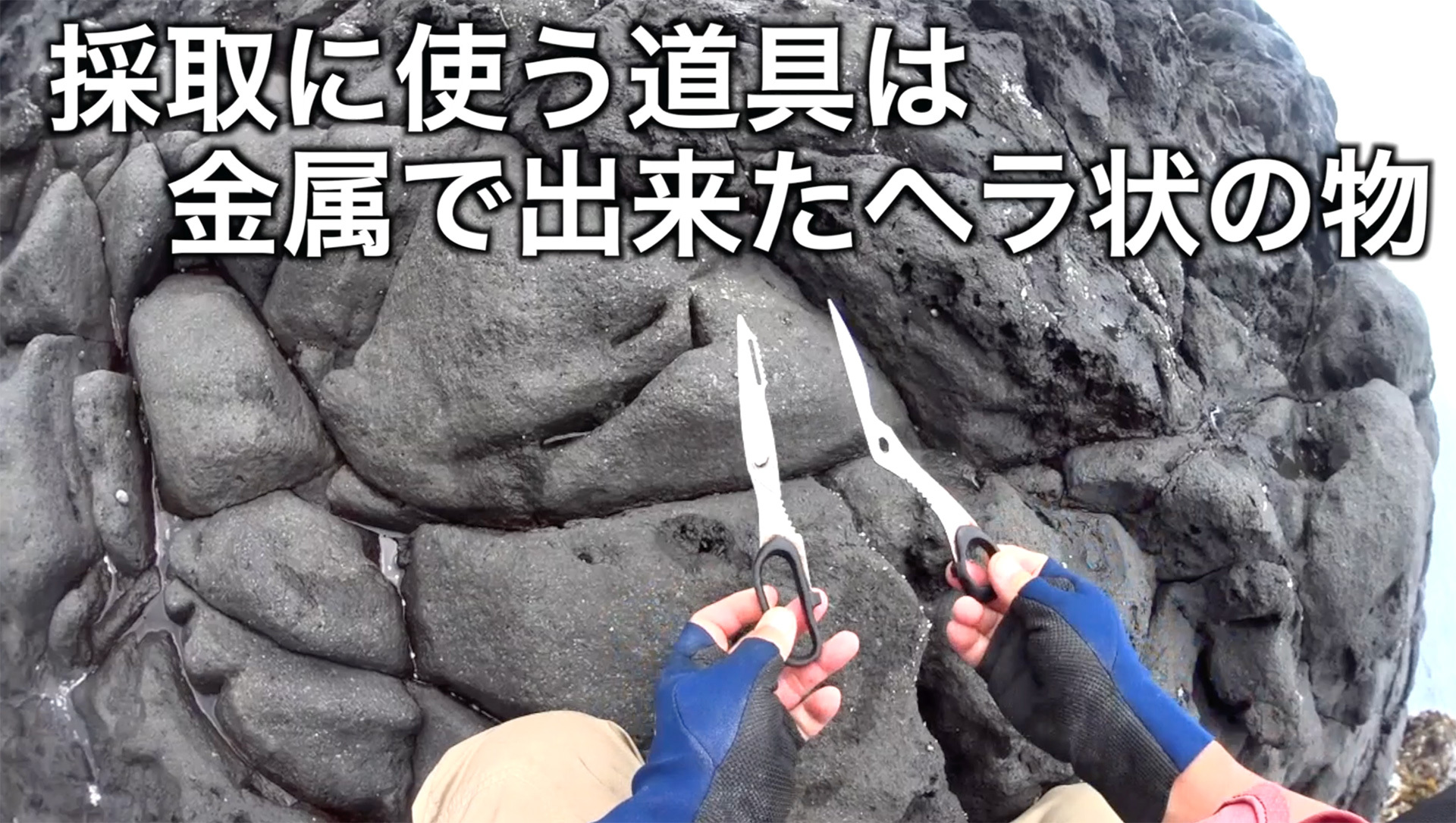 亀の手を食べる・採るのは危険？毒性や食中毒の真相と採取リスク