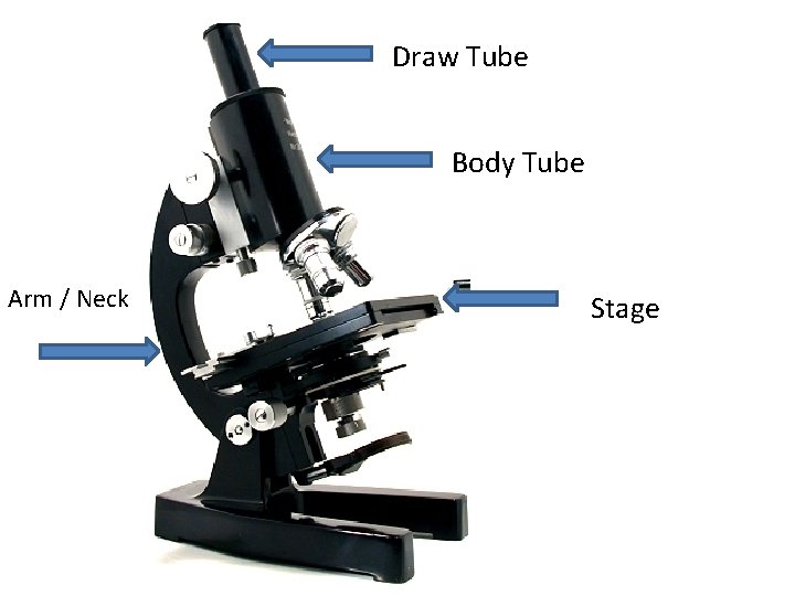 Accessory Organ Definition