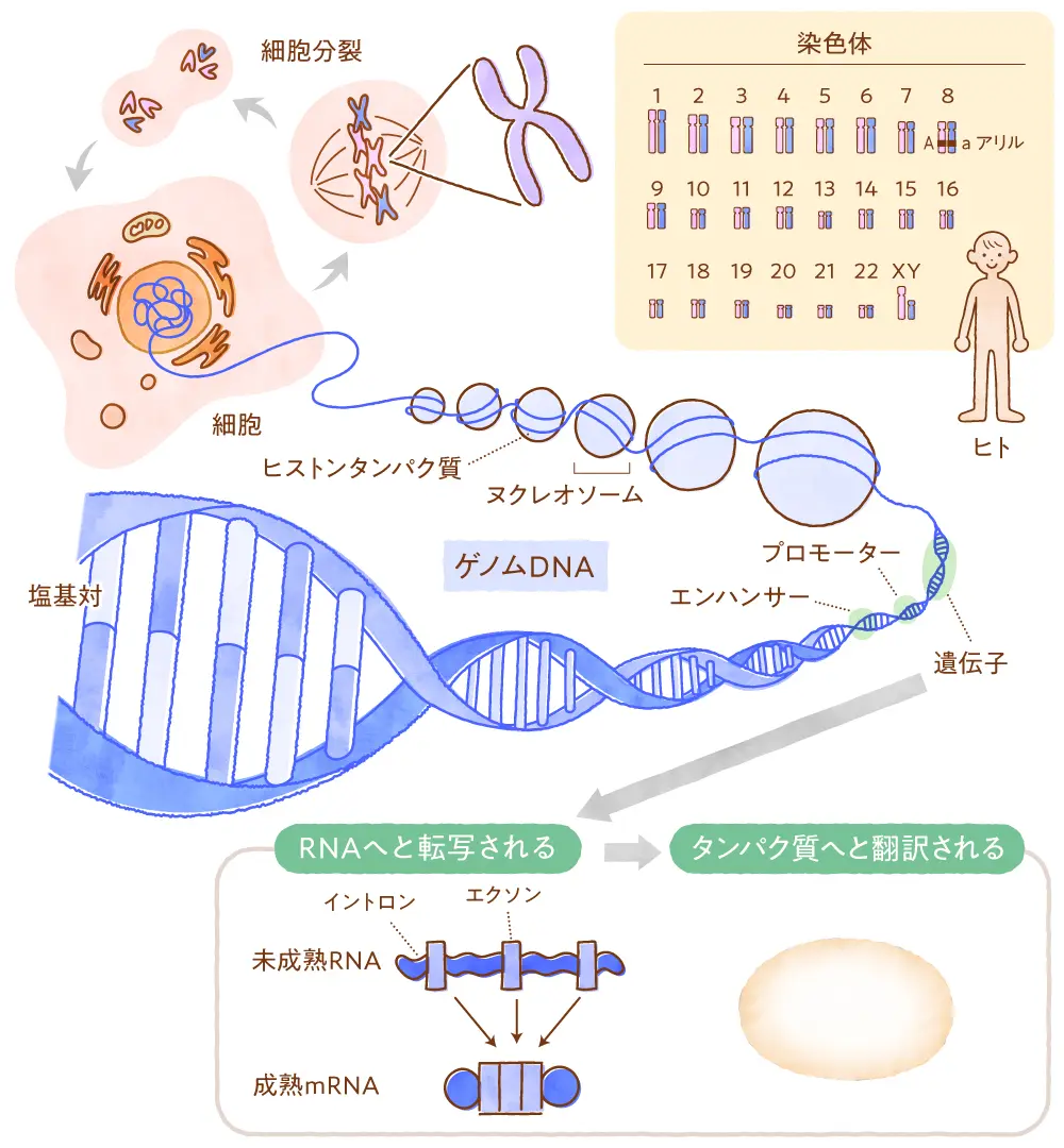 ゲノム・遺伝子・Dnaの違いとは？3つの本質と最新科学を徹底解説