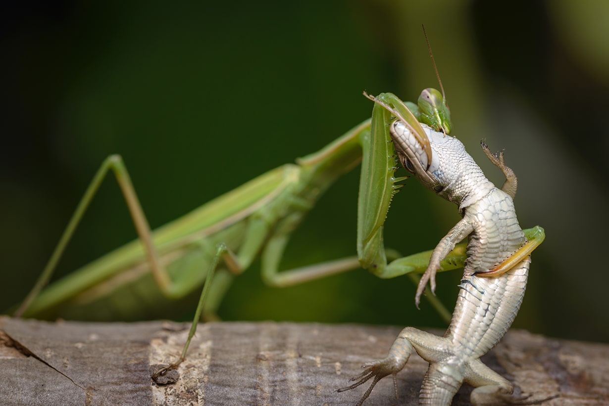 カマキリは何を食べる？虫嫌いでも飼える代用餌と捕食の真相を徹底解説