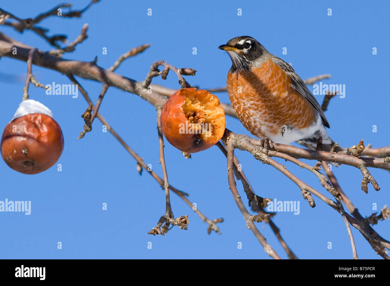 Do Birds Eat Apples in the Winter