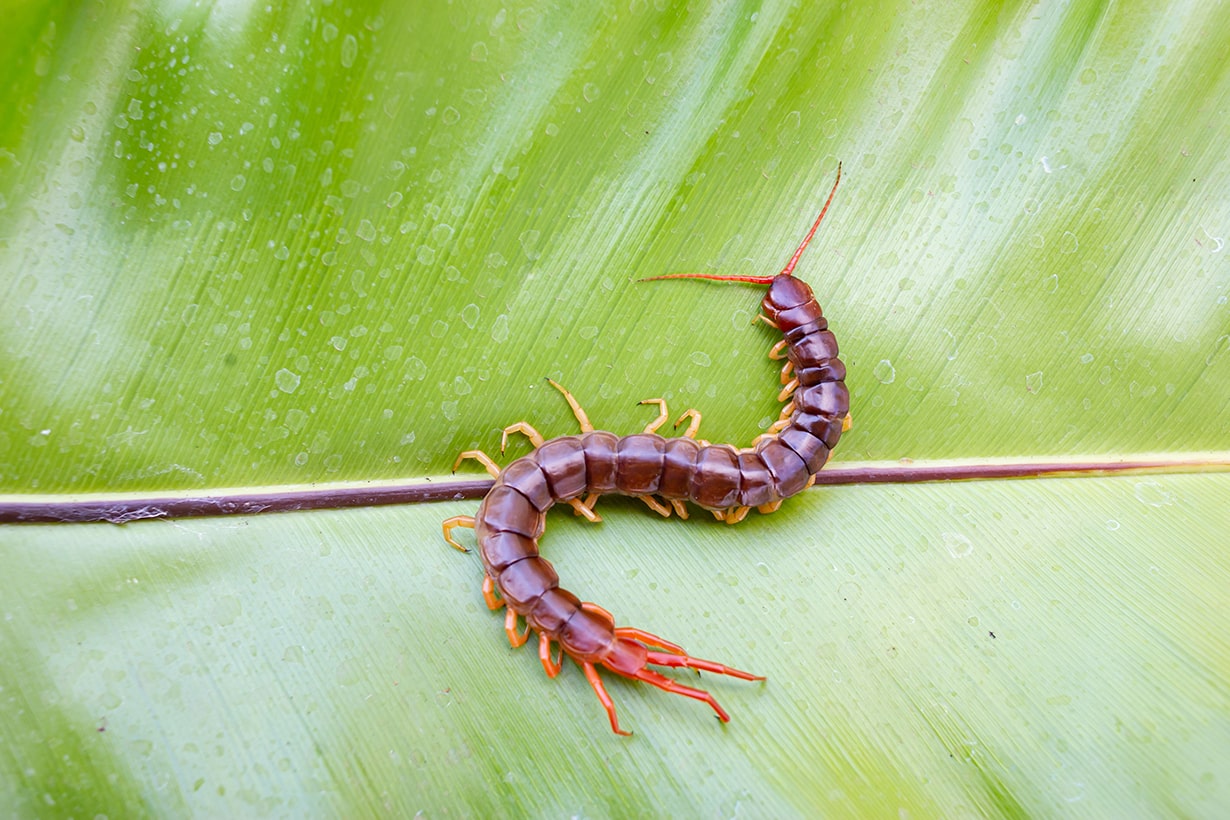 ムカデに刺されたら冷やすな？激痛を鎮める温水対処と市販薬選び