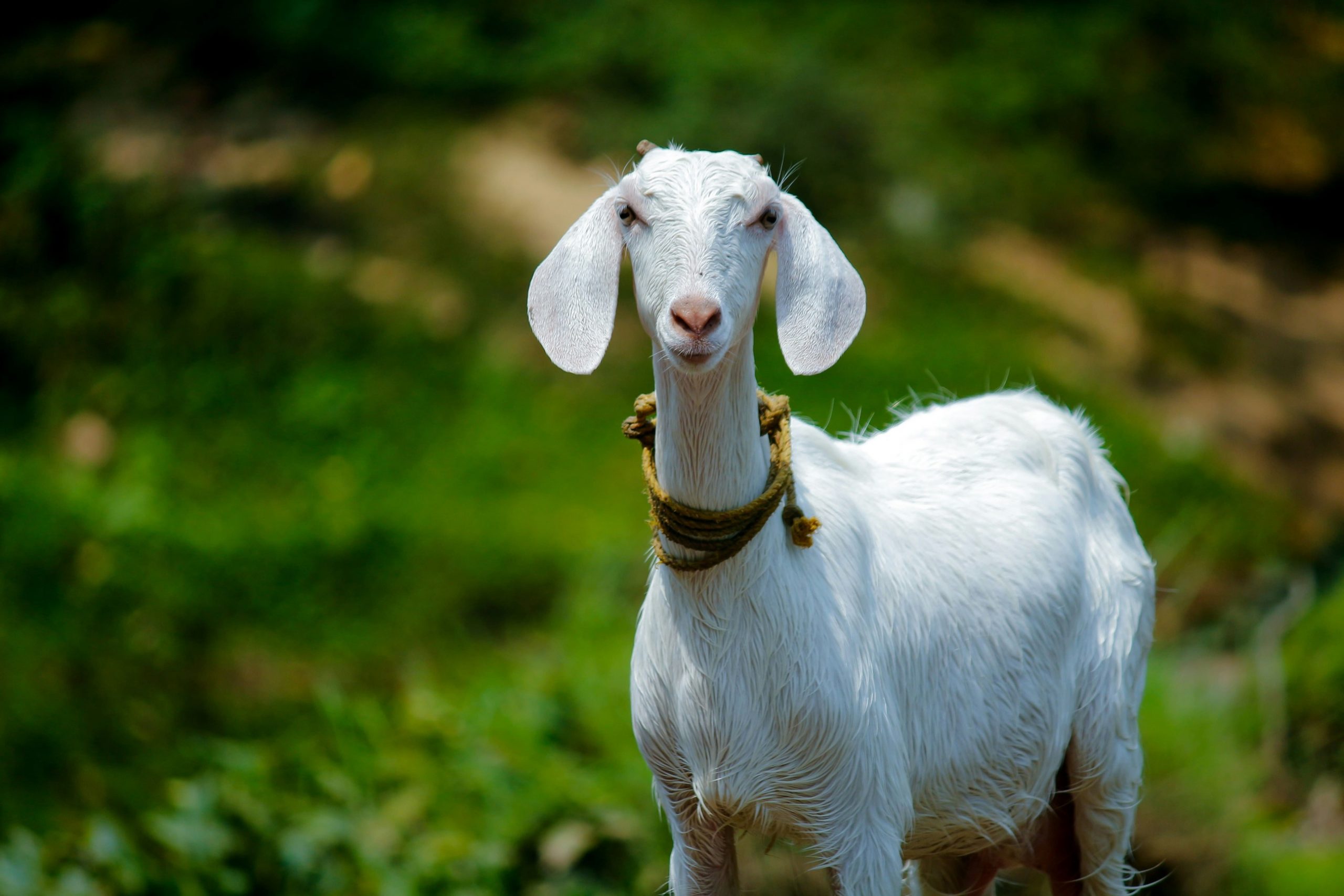 海外メディアで話題の「Goat」とは？ヤギじゃない驚きの意味