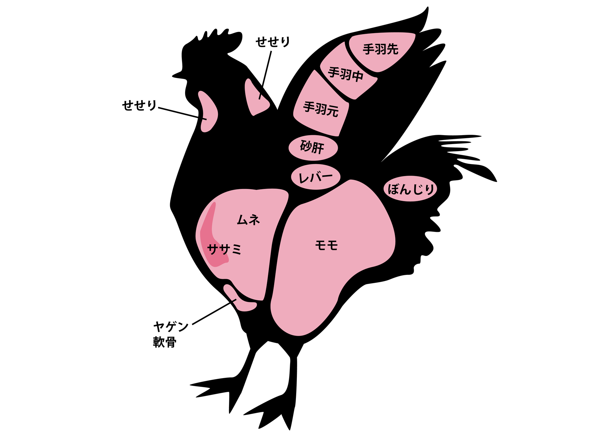 鶏肉の部位完全図鑑！もも・むね・希少部位の味とカロリーを徹底比較
