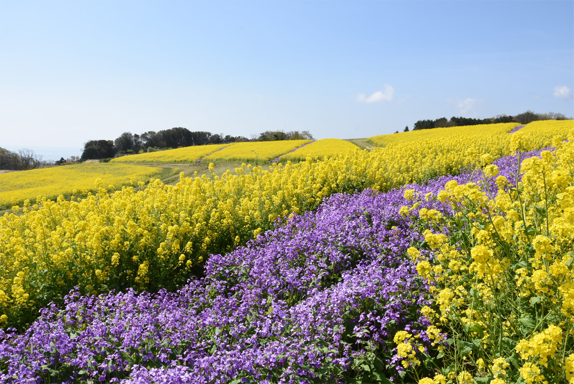 2026年春、淡路島「花 さじき」が魅せる絶景の最新章｜海と花畑が織りなすパノラマと進化する旅のカタチ