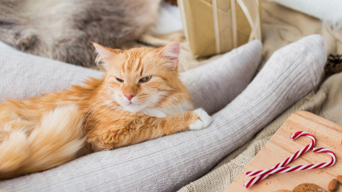 猫が足元で寝る心理の真相｜信頼と警戒心が交錯する愛猫の本音