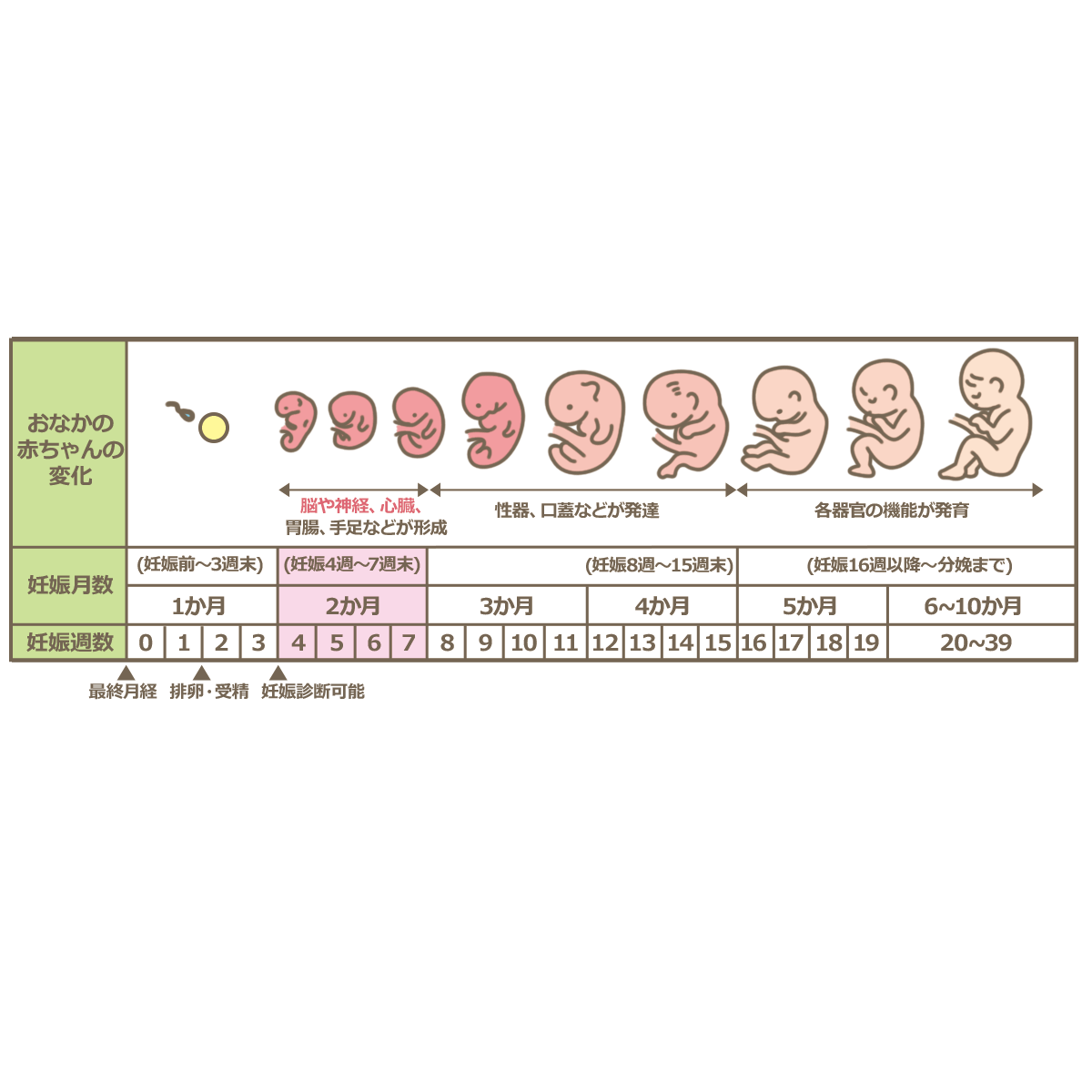 【2026年最新取材】「もう諦めない」プレママたちの肌を守る新常識！妊娠線予防クリームの劇的進化と後悔しない選び方
