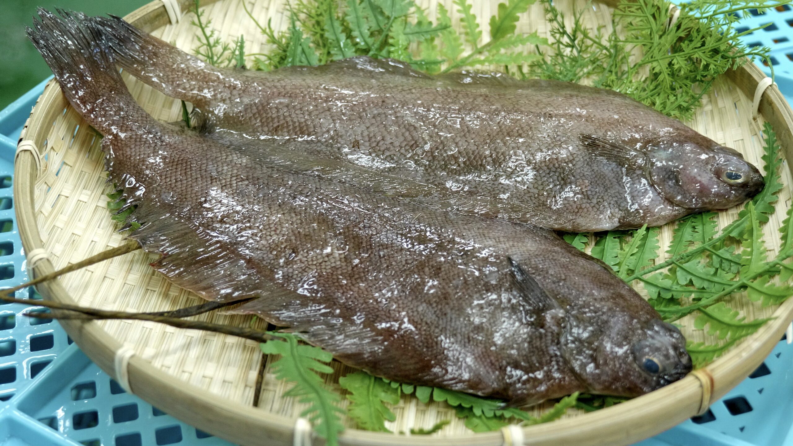 2026年、なぜ今「魚 柳」が大ブームなのか？サーモン高騰の裏で進む日本の「白身魚革命」と最新食トレンド