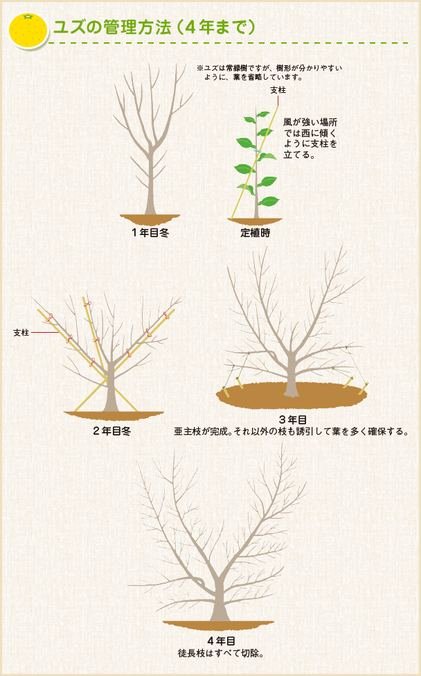 2026年最新｜柚子の剪定を失敗しない図解完全ガイド：収穫量を増やす時期と切り方の極意